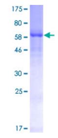 SDS-PAGE (CD55-2325H).jpg